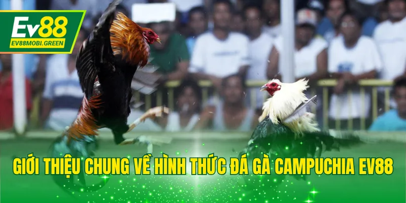 Giới thiệu chung về hình thức đá gà Campuchia EV88