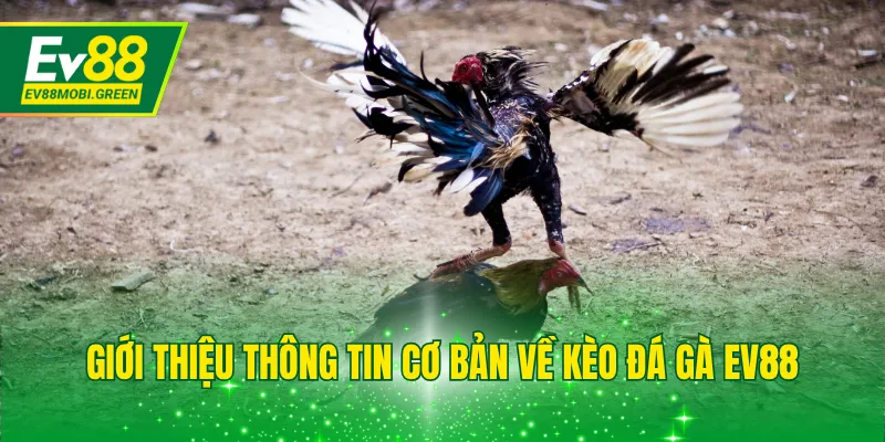 Giới thiệu thông tin cơ bản về kèo đá gà EV88