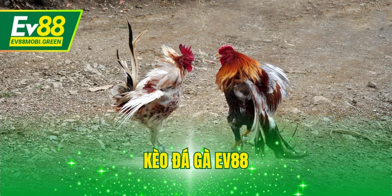 Kèo Đá Gà EV88 - Mẹo Đặt Cược Thắng Tới 80% Cực Chuẩn