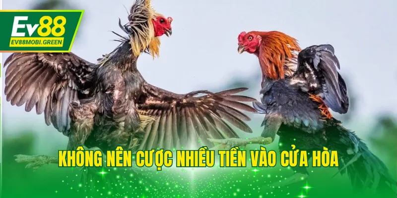 Không nên cược nhiều tiền vào cửa hòa